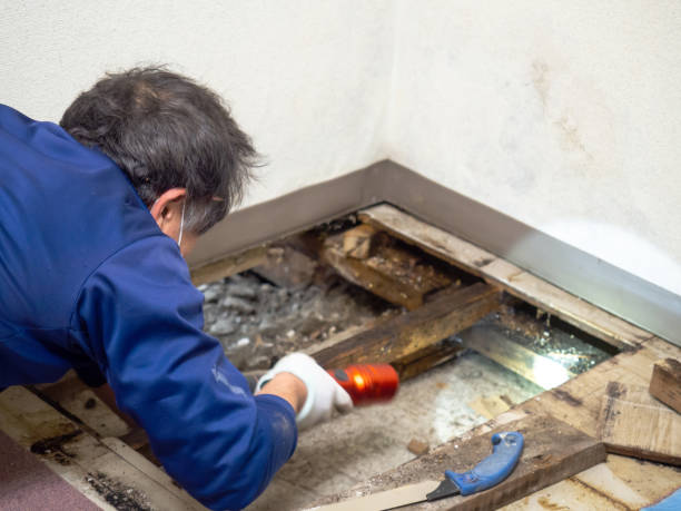 Best Crawl Space Mold Removal  in Greentown, IN