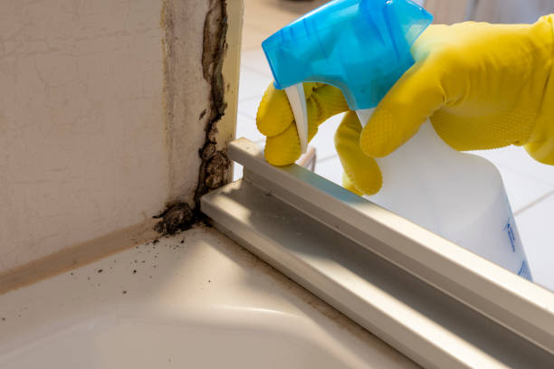 Best Mold Damage Repair  in Greentown, IN