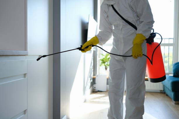Best Home Mold Removal  in Greentown, IN