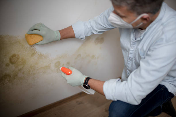 Best Mold Removal Company Near Me  in Greentown, IN