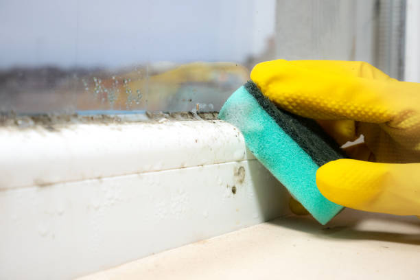 Best Emergency Mold Removal  in Greentown, IN