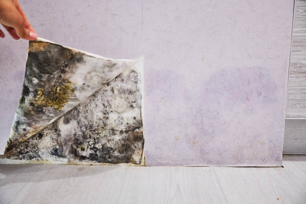 Best Office Mold Removal Services  in Greentown, IN